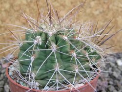 Echinocereus triglochidiatus Santa Fe, pot 6,5 cm - 12402618