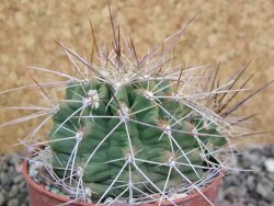 Echinocereus triglochidiatus Santa Fe, pot 6,5 cm - 12402619