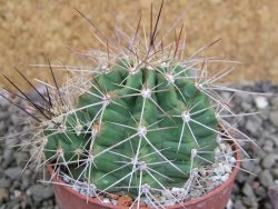 Echinocereus triglochidiatus Santa Fe, pot 6,5 cm - 12402620