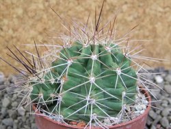 Echinocereus triglochidiatus Santa Fe, pot 6,5 cm - 12402621