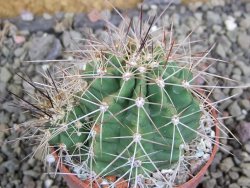 Echinocereus triglochidiatus Santa Fe, pot 6,5 cm - 12402622