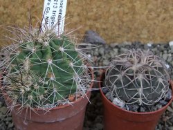 Echinocereus triglochidiatus Santa Fe, pot 6,5 cm - 12402623