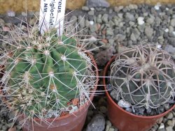 Echinocereus triglochidiatus Santa Fe, pot 6,5 cm - 12402624