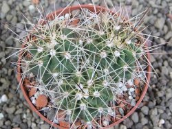 Echinocereus triglochidiatus Santa Fe, pot 6,5 cm - 12402625