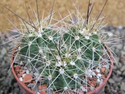 Echinocereus triglochidiatus Santa Fe, pot 6,5 cm - 12402626