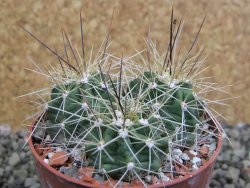 Echinocereus triglochidiatus Santa Fe, pot 6,5 cm