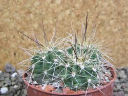 Echinocereus triglochidiatus Santa Fe, pot 6,5 cm - 12402628