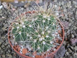 Echinocereus triglochidiatus Santa Fe, pot 6,5 cm - 12402629