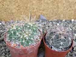 Echinocereus triglochidiatus Santa Fe, pot 6,5 cm - 12402630