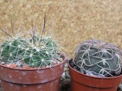 Echinocereus triglochidiatus Santa Fe, pot 6,5 cm - 12402631