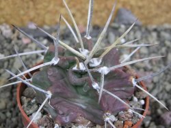 Echinocereus triglochidiatus HK 374 Rio Puerco, pot 6,5 cm - 12402632