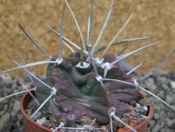 Echinocereus triglochidiatus HK 374 Rio Puerco, pot 6,5 cm