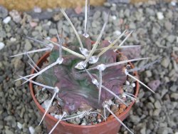 Echinocereus triglochidiatus HK 374 Rio Puerco, pot 6,5 cm - 12402634