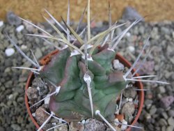 Echinocereus triglochidiatus HK 374 Rio Puerco, pot 6,5 cm - 12402635