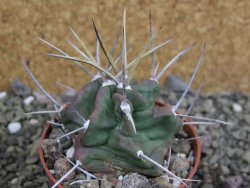 Echinocereus triglochidiatus HK 374 Rio Puerco, pot 6,5 cm - 12402636