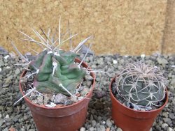 Echinocereus triglochidiatus HK 374 Rio Puerco, pot 6,5 cm - 12402637