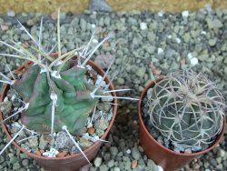 Echinocereus triglochidiatus HK 374 Rio Puerco, pot 6,5 cm - 12402638