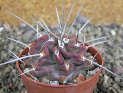 Echinocereus triglochidiatus HK 374 Rio Puerco, pot 6,5 cm