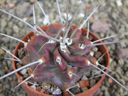 Echinocereus triglochidiatus HK 374 Rio Puerco, pot 6,5 cm - 12402640