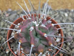 Echinocereus triglochidiatus HK 374 Rio Puerco, pot 6,5 cm - 12402641