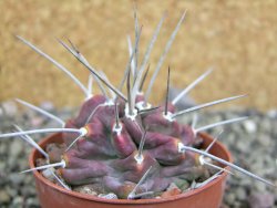 Echinocereus triglochidiatus HK 374 Rio Puerco, pot 6,5 cm - 12402642