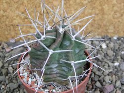 Echinocereus triglochidiatus HK 374 Rio Puerco, pot 6,5 cm - 12402643