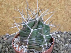 Echinocereus triglochidiatus HK 374 Rio Puerco, pot 6,5 cm - 12402644