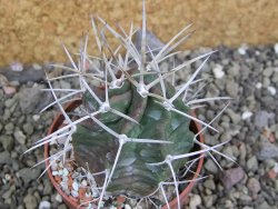 Echinocereus triglochidiatus HK 374 Rio Puerco, pot 6,5 cm