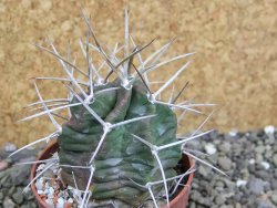Echinocereus triglochidiatus HK 374 Rio Puerco, pot 6,5 cm - 12402646
