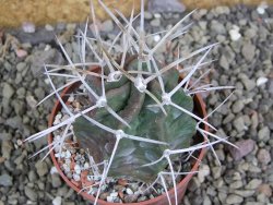 Echinocereus triglochidiatus HK 374 Rio Puerco, pot 6,5 cm - 12402647