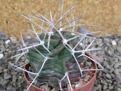 Echinocereus triglochidiatus HK 374 Rio Puerco, pot 6,5 cm - 12402648