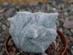 Asrophytum coahuilense Hakuran tricostatum pot 5,5 cm - 12402651