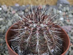 Echinocereus chloranthus SB 131 El Paso TX. pot 6,5 cm - 12402664