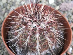 Echinocereus chloranthus SB 131 El Paso TX. pot 6,5 cm - 12402665