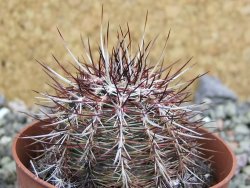 Echinocereus chloranthus SB 131 El Paso TX. pot 6,5 cm - 12402667
