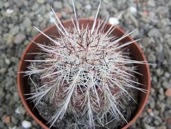 Echinocereus chloranthus SB 131 El Paso TX. pot 6,5 cm - 12402675