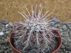Echinocereus chloranthus SB 131 El Paso TX. pot 6,5 cm