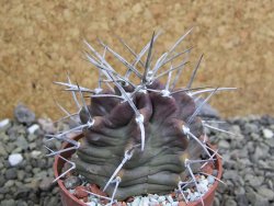 Echinocereus triglochidiatus HK 374 Rio Puerco, pot 6,5 cm - 12402678