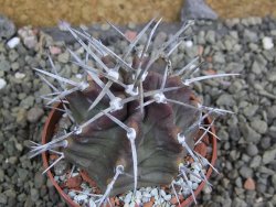 Echinocereus triglochidiatus HK 374 Rio Puerco, pot 6,5 cm - 12402679