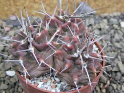 Echinocereus triglochidiatus HK 374 Rio Puerco, pot 6,5 cm - 12402680