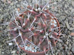Echinocereus triglochidiatus HK 374 Rio Puerco, pot 6,5 cm - 12402681