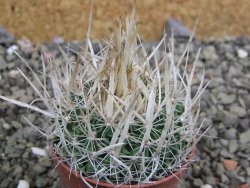 Echinofossulocactus erectocentrus SB 286 Dr. Arroyo pot 5,5 cm - 12402709