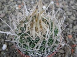 Echinofossulocactus erectocentrus SB 286 Dr. Arroyo pot 5,5 cm - 12402711