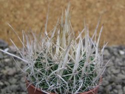 Echinofossulocactus erectocentrus SB 286 Dr. Arroyo pot 5,5 cm - 12402712