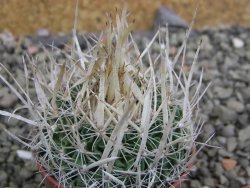 Echinofossulocactus erectocentrus SB 286 Dr. Arroyo pot 5,5 cm - 12402713