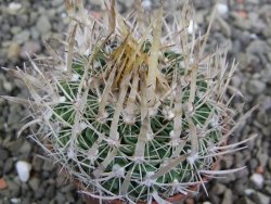 Echinofossulocactus erectocentrus SB 286 Dr. Arroyo pot 5,5 cm - 12402716
