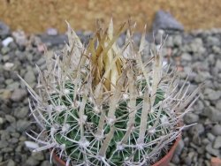 Echinofossulocactus erectocentrus SB 286 Dr. Arroyo pot 5,5 cm - 12402717