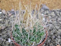 Echinofossulocactus erectocentrus SB 286 Dr. Arroyo pot 5,5 cm - 12402721