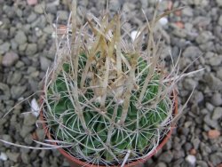 Echinofossulocactus erectocentrus SB 286 Dr. Arroyo pot 5,5 cm - 12402723