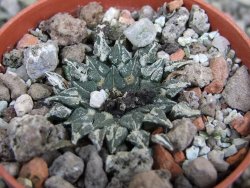 Ariocarpus kotschoubeyanus albiflorus Tula pot 5,5 cm - 12402732